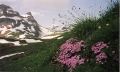 flowers_on_trail