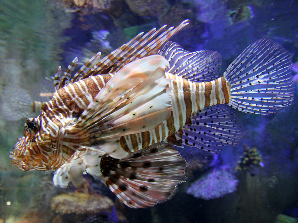 110711_IMG_4009.jpg - Dubai Aquarium - July 2011