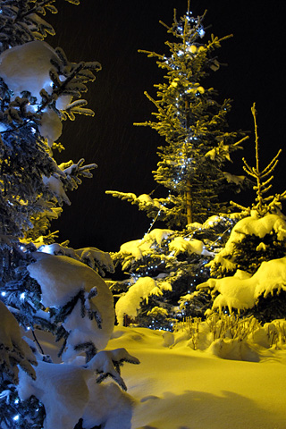 100109_rond_point_trees.jpg - Meribel - France - January 2010