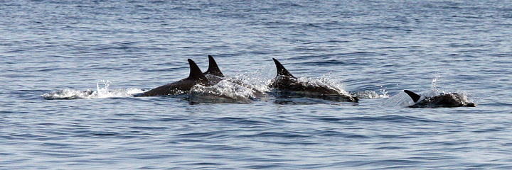080402_dolphins.jpg - Dolphins - Arabian Sea - Oman - April 2008