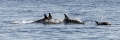 080402_dolphins