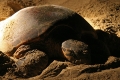 080402_turtle